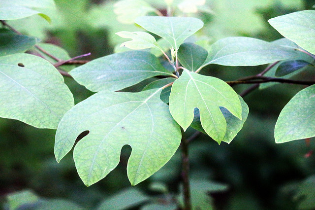 Sassafras-Mark-Moschell-Flickr-CC